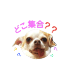 ベロ犬ジャギさん（個別スタンプ：21）