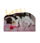 ロンのこころ（個別スタンプ：3）