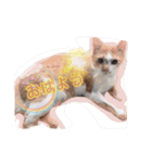 ぽんとみー（個別スタンプ：1）