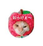 ぽんとみー（個別スタンプ：2）
