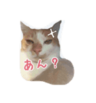 ぽんとみー（個別スタンプ：4）