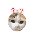 ぽんとみー（個別スタンプ：5）