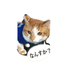 ぽんとみー（個別スタンプ：14）