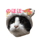 ウチの猫達（個別スタンプ：1）