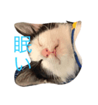 ウチの猫達（個別スタンプ：2）