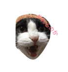ウチの猫達（個別スタンプ：3）