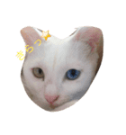 ウチの猫達（個別スタンプ：4）