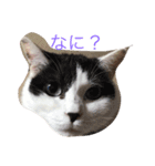 ウチの猫達（個別スタンプ：5）