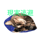 ウチの猫達（個別スタンプ：7）