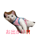 ウチの猫達（個別スタンプ：8）