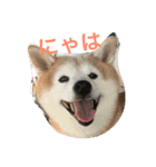 soraco（個別スタンプ：1）