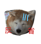 soraco（個別スタンプ：3）