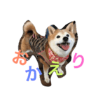 soraco（個別スタンプ：10）