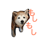 soraco（個別スタンプ：12）