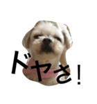 tsukune is happy（個別スタンプ：7）