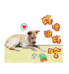 Crazy party of pretty doggy（個別スタンプ：7）