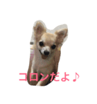 おてんば♡チワワのコロン（個別スタンプ：1）
