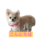 おてんば♡チワワのコロン（個別スタンプ：3）