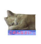 おてんば♡チワワのコロン（個別スタンプ：7）