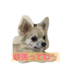 おてんば♡チワワのコロン（個別スタンプ：9）