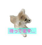 おてんば♡チワワのコロン（個別スタンプ：10）