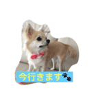 おてんば♡チワワのコロン（個別スタンプ：11）