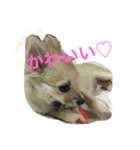 おてんば♡チワワのコロン（個別スタンプ：13）