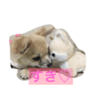 おてんば♡チワワのコロン（個別スタンプ：14）