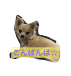 おてんば♡チワワのコロン（個別スタンプ：15）