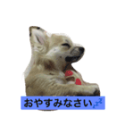 おてんば♡チワワのコロン（個別スタンプ：16）