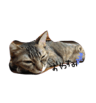 可愛い猫はん（個別スタンプ：1）