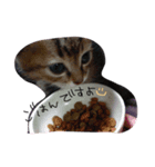 可愛い猫はん（個別スタンプ：2）
