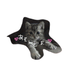 可愛い猫はん（個別スタンプ：3）