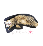 可愛い猫はん（個別スタンプ：5）