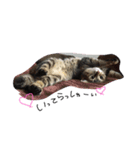 可愛い猫はん（個別スタンプ：6）