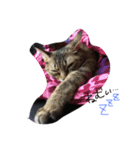 可愛い猫はん（個別スタンプ：8）