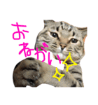 ちろるのほのぼの♡（個別スタンプ：11）