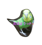 Pちゃんです。（個別スタンプ：1）