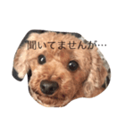 ヒカル日和（個別スタンプ：3）