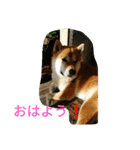 私の家族くう（個別スタンプ：1）