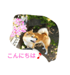 私の家族くう（個別スタンプ：2）