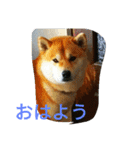 私の家族くう（個別スタンプ：3）