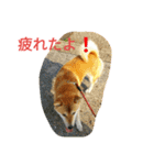 私の家族くう（個別スタンプ：5）