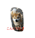 私の家族くう（個別スタンプ：6）
