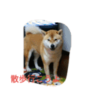 私の家族くう（個別スタンプ：8）