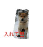私の家族くう（個別スタンプ：17）