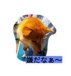 私の家族くう（個別スタンプ：21）