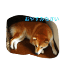 私の家族くう（個別スタンプ：22）
