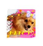 ぽめらにあんのみかんちゃん（個別スタンプ：1）