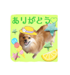 ぽめらにあんのみかんちゃん（個別スタンプ：2）